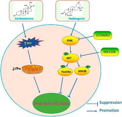 Hederagenin Protects PC12 Cells Against Corticosterone-Induced Injury by the Activation of the PI3K/AKT Pathway